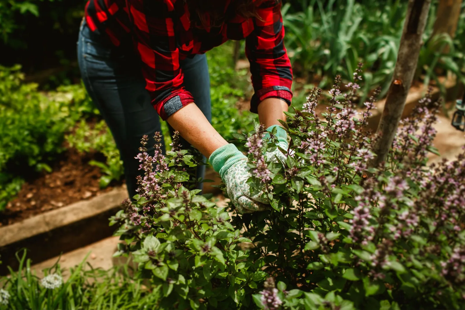 Woman in gloves pruning basil in a garden